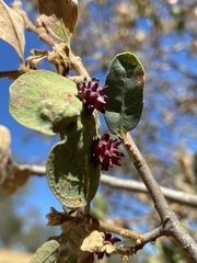 Cynips quercusechinus