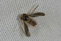 Corixini