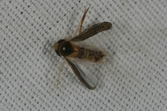 Corixini