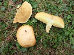 Suillus granulatus