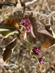 Cynips quercusechinus