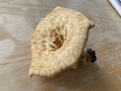 Polyporus