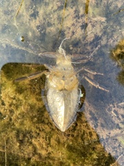 Lethocerus americanus