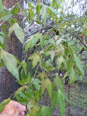 Platanus wrightii