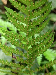Microlepia strigosa