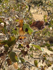 Cynips quercusechinus
