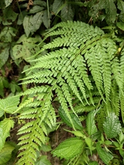 Microlepia strigosa