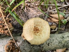 Polyporus