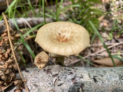 Polyporus
