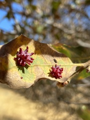 Cynips quercusechinus