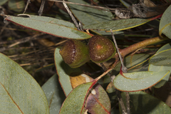 Eucalyptus preissiana