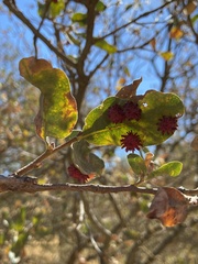 Cynips quercusechinus