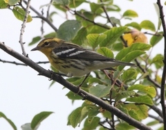 Setophaga fusca