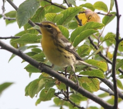 Setophaga fusca
