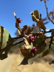 Cynips quercusechinus