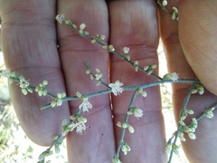 Eriogonum apiculatum