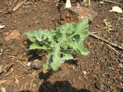 Calystegia collina oxyphylla