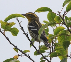 Setophaga fusca