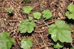 Heuchera micrantha