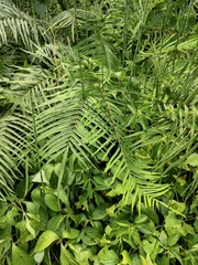 Pteris vittata