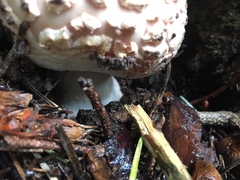 Amanita magniverrucata