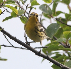 Setophaga fusca