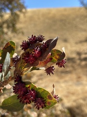 Cynips quercusechinus