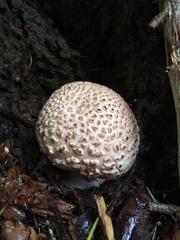 Amanita magniverrucata