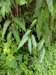 Schisandra propinqua