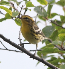 Setophaga fusca