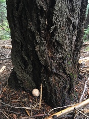 Amanita magniverrucata