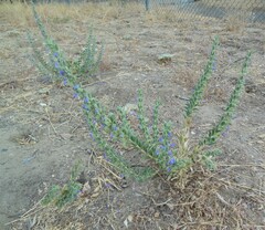 Trichostema lanceolatum