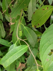 Schisandra propinqua