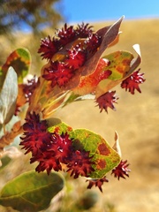 Cynips quercusechinus