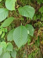 Mussaenda shikokiana