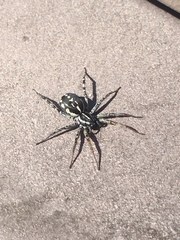 Nyssus