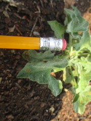 Calystegia collina oxyphylla