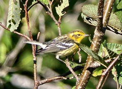 Setophaga fusca