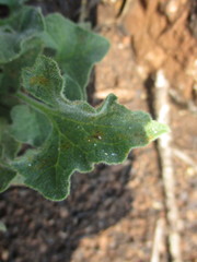 Calystegia collina oxyphylla