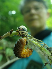 Symphyta