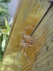 Araneus diadematus