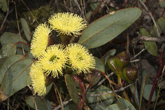 Eucalyptus preissiana