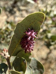 Cynips quercusechinus