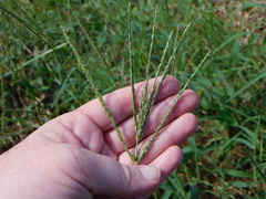 Digitaria ciliaris