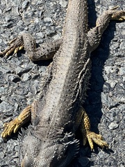 Pogona barbata