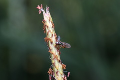 Muscoidea