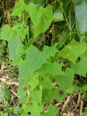 Zehneria maysorensis