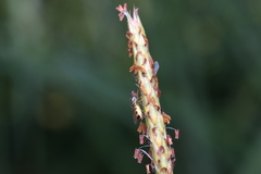Muscoidea