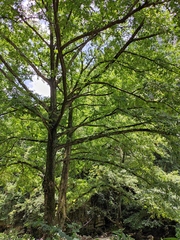 Pterocarya stenoptera