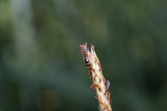 Muscoidea